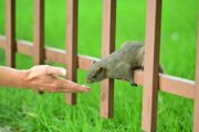 Why Pet Gates Are Unsafe for Babies: What Every Parent Needs to Know